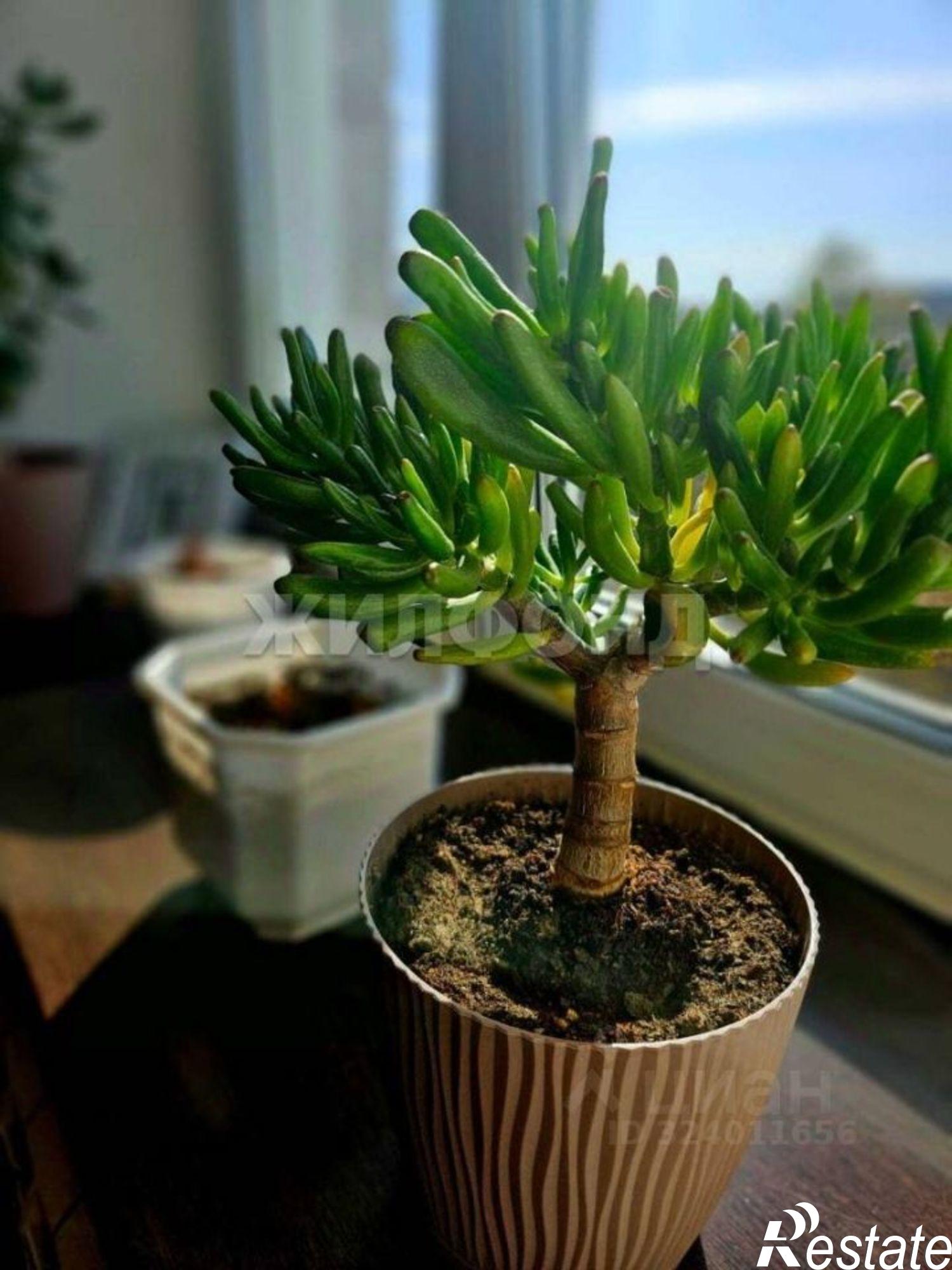 Купить квартиру за 5 200 000 рублей на Коммунистический проспект, 117